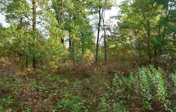 Tract A Hwy 371, Brainerd, MN 56401