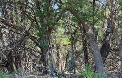 250 Oak Knob, Wimberley, TX 78676
