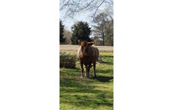 716 Augusta Road, Edgefield, SC 29824
