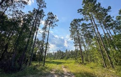 Highway 165, Kinder, LA 70648