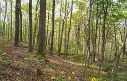 Seanor Rd, Hooversville, PA 15963