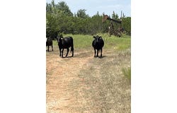19844 Other, TX 76470