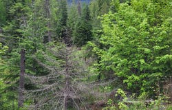 NNA Silver Ave, Bayview, ID 83803