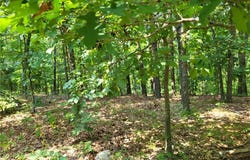 Lee Drive, Edwards, MO 65326