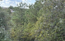 TBD Lot 35 Pinecrest Dr, Bastrop, TX 78602