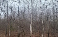 ON Shauger Road, Ogema, WI 54459