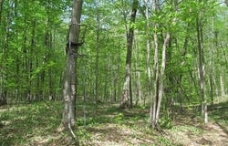 M-115, Tustin, MI 49688