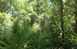 KNOXVILLE Drive, WEBSTER, FL 33597