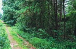 PECAN DR, Harleton, TX 75651