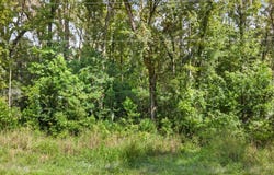 370 NE 385th Ave, Old Town, FL 32680