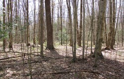 Peach Drive, Cyclone, PA 16726