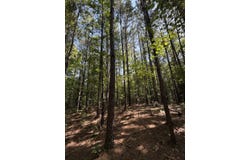 Bear Creek Road, Duncanville, AL 35456