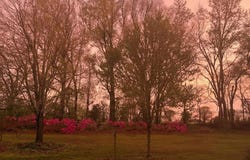 1452 SOLO Rd, Covington, TN 38019