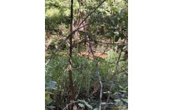 Pea Ridge Connector Rd, Pace, FL 32571