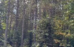 ON FREBURGS RD, Saxon, WI 54559
