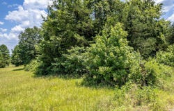 Star Mountain lot: 71, Winona, TX 75792