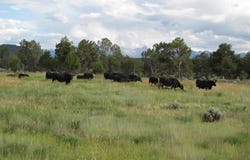 1917 County Rd 22, Montrose, CO 81403