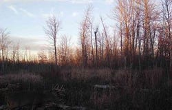 Fleming Logging Road, Hinckley, MN 55037