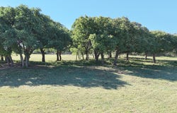 County Road 323, Comanche, TX 76442