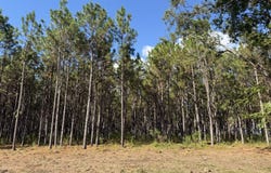 001 Sandy Bottom Road, Blakely, GA 39823