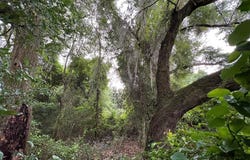 SE Wimberley Cir, Mayo, FL 32066