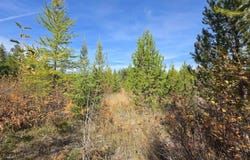 Timberline Heights, Parcel 5, Weippe, ID 83553