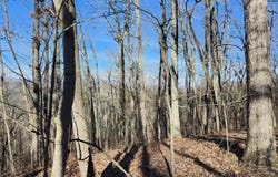 Rector Road lot: 11.5 Ac, Jasper, TN 37347