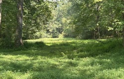 Attaway Road, Bowdon, GA 30108