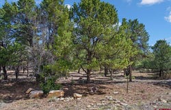 Pine Drive lot: 10, Ridgway, CO 81432