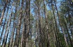 State Hwy 13, Eldridge, AL 35554