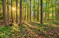 SE County Line Road, Mount Pleasant, MI 48858