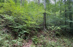996 Bear Creek Rd, Gassaway, WV 26624