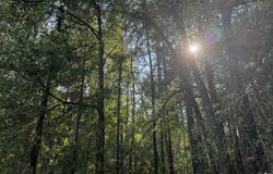 Co Rd 350, Billingsley, AL 36006