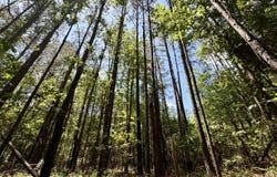 Sun Road Tract, Lake, MS 39092