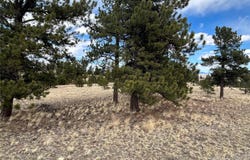 304 Brahma Circle, Hartsel, CO 80449