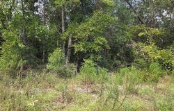 164TH STREET, McAlpin, FL 32062