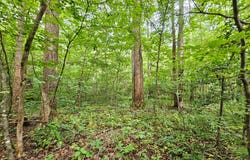 9 Ac Childress, Dillwyn, VA 23936