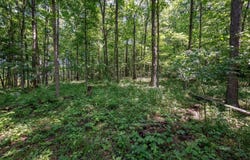 Red Hill Rd, Langsville, OH 45741