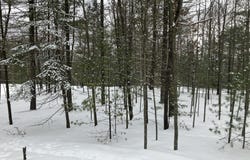 VL Wilderness Circle, Alger, MI 48610
