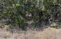 Dew Drop, Horseshoe Bay, TX 78657