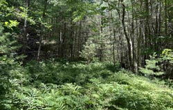 Upper Mad River Road, Thornton, NH 03285