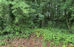 HWY 17 ALT, Toccoa, GA 30577