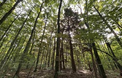 Langs Lane, Interlochen, MI 49643