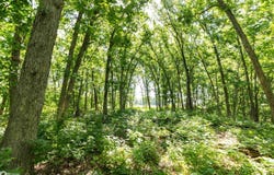 J3T Highway, Unionville, IA 52594