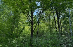 Max Tilley Road, Tomahawk, WI 54487