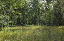 Grass Lake Trl, Rudyard, MI 49780