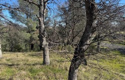 16380 Hillcrest Road, Corning, CA 96021