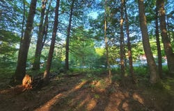 Shady Forest Rd lot: 16-19, Max Meadows, VA 24360
