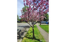 506 Skinner Way SW, Orting, WA 98360