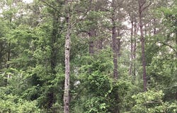 Hwy 24, Prescott, AR 71857